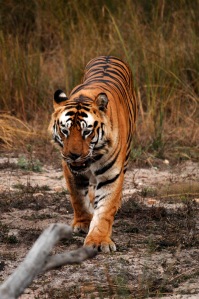 s2012-12-18-tiger5-ed1