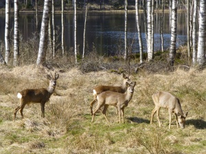 Roe deer is especially common in the southern third of Sweden and along the east coast, but can nowadays be found almost across the whole country