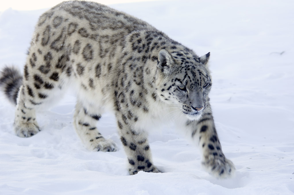 International Snow Leopard Day 23 October | Jonatan Borling